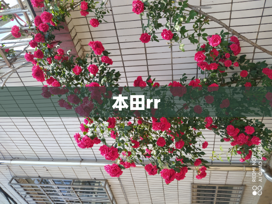 本田rr