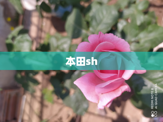 本田sh