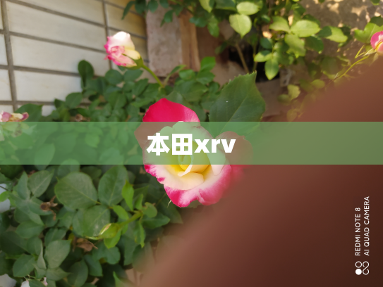 本田xrv