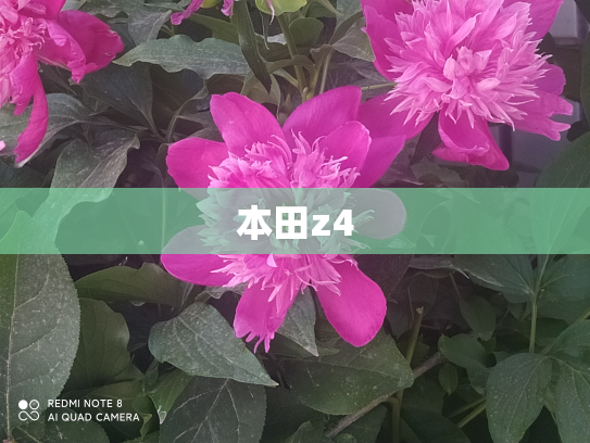 本田z4