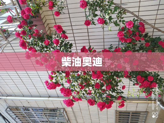 柴油奥迪