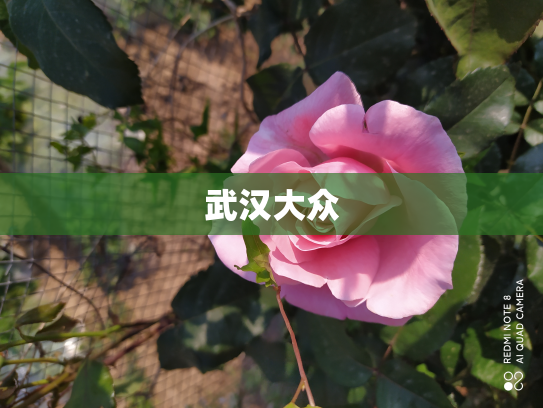 武汉大众