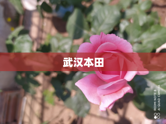 武汉本田
