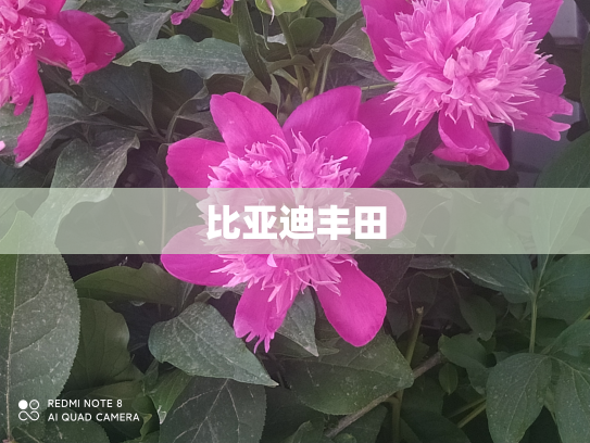 比亚迪丰田