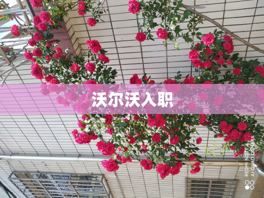 沃尔沃入职