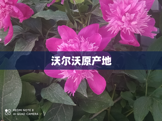 沃尔沃原产地
