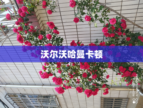 沃尔沃哈曼卡顿