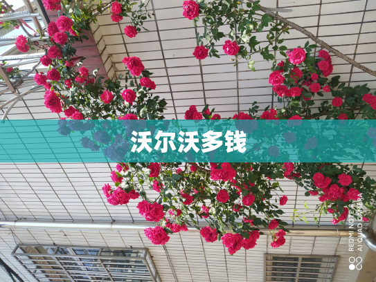 沃尔沃多钱