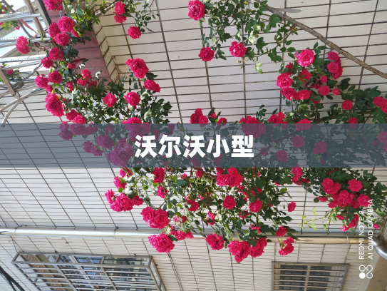 沃尔沃小型