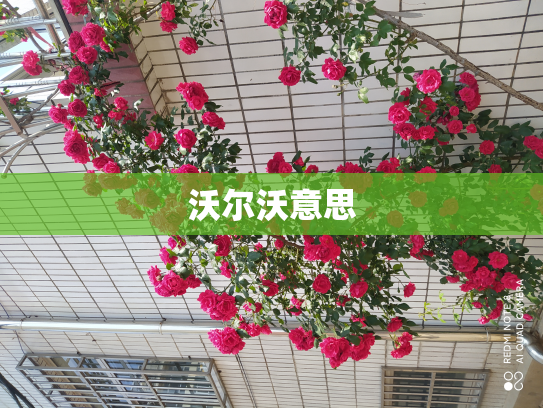 沃尔沃意思