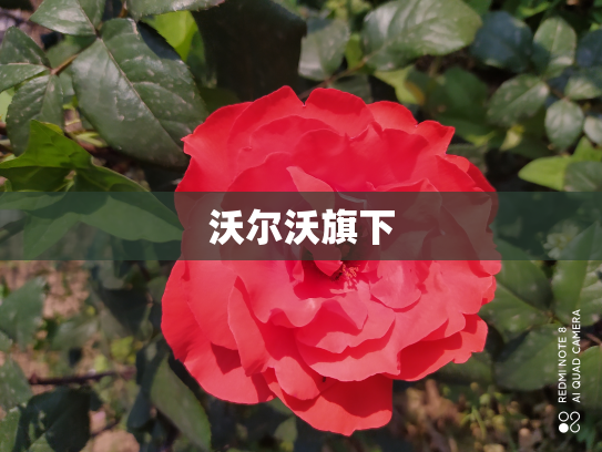 沃尔沃旗下