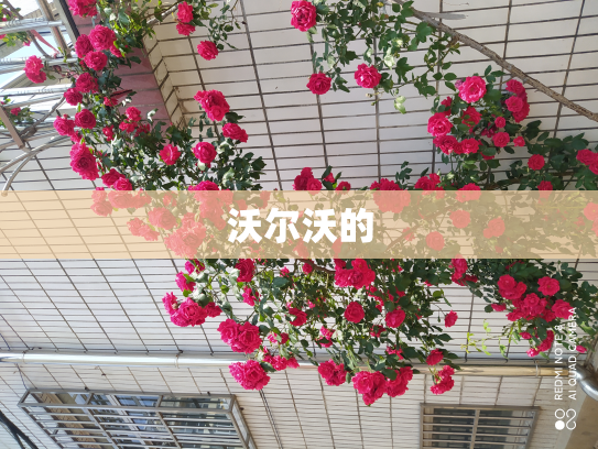 沃尔沃的