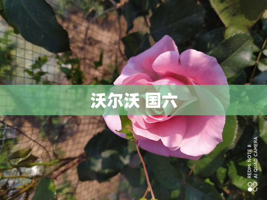 沃尔沃 国六
