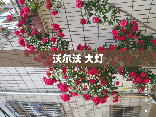 沃尔沃 大灯