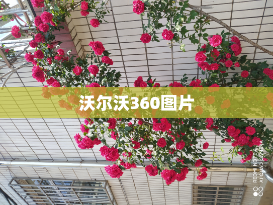 沃尔沃360图片