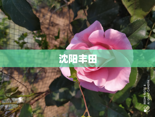 沈阳丰田
