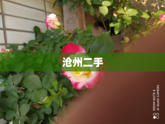 沧州二手