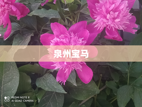 泉州宝马