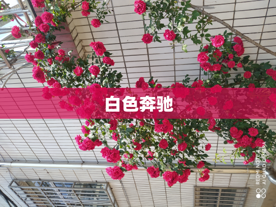 白色奔驰