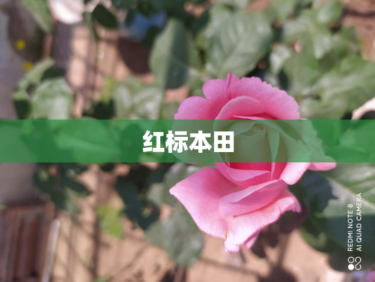 红标本田