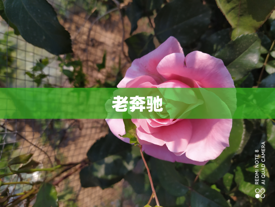 老奔驰