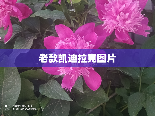 老款凯迪拉克图片