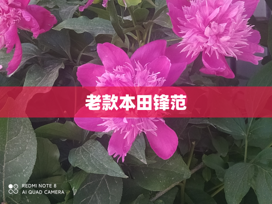 老款本田锋范
