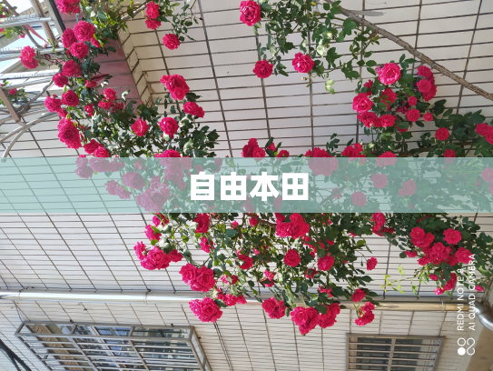 自由本田