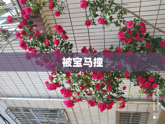 被宝马撞