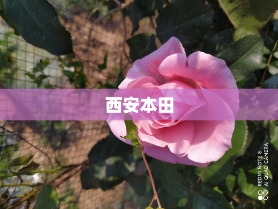 西安本田
