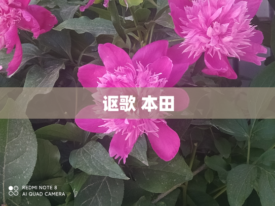 讴歌 本田