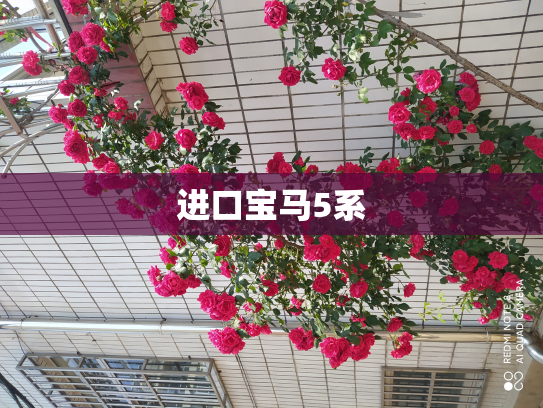 进口宝马5系