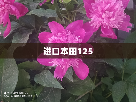 进口本田125