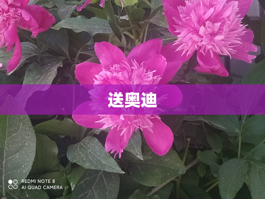 送奥迪