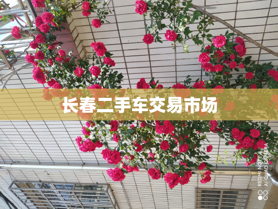 长春二手车交易市场