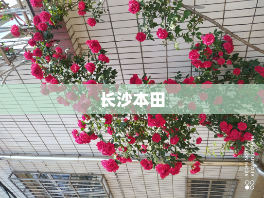 长沙本田