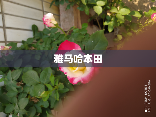 雅马哈本田