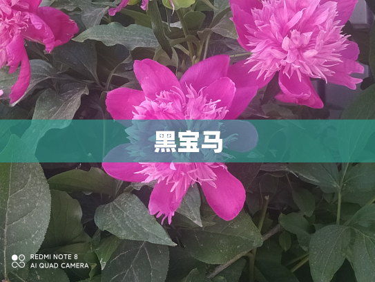 黑宝马