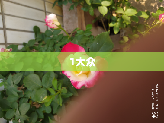 1大众