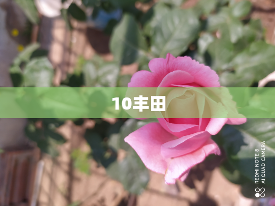 10丰田