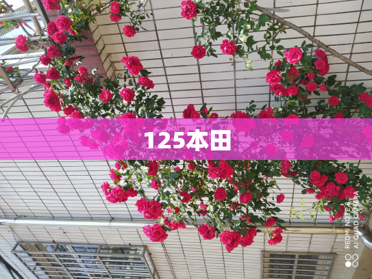 125本田
