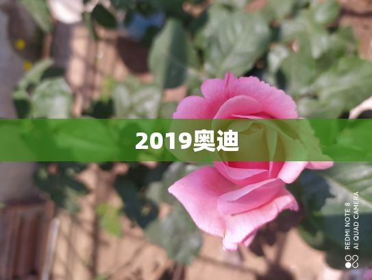2019奥迪