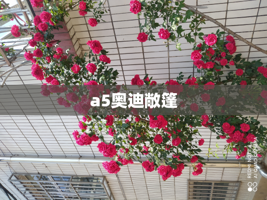 a5奥迪敞篷