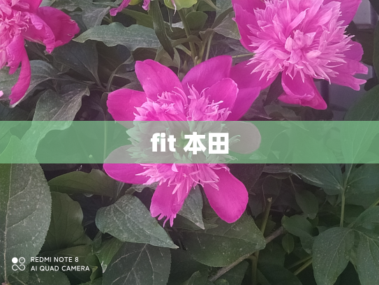 fit 本田