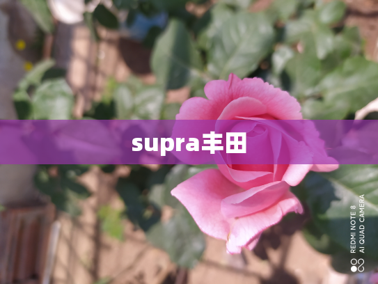 supra丰田
