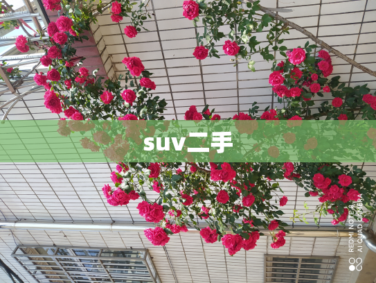 suv二手