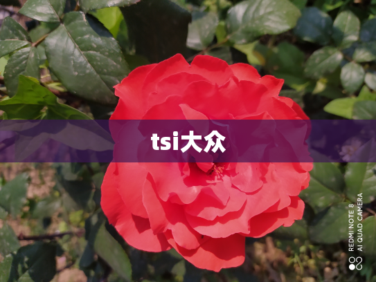 tsi大众