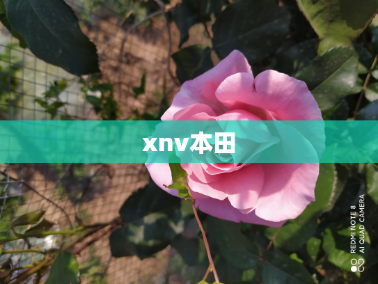 xnv本田