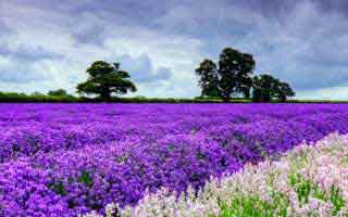 比特币的交易平台有哪些|虚拟货币平台排行